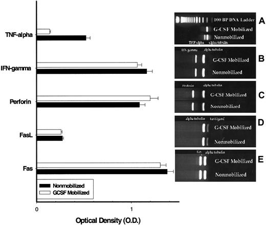 Fig. 6. RT-PCR analyses of MNCs from G-CSF–mobilized (n = 6) and nonmobilized steady-state (n = 6) donor blood stem cell harvests. / RT-PCR analyses of MNCs from G-CSF–mobilized (n = 6) and nonmobilized steady-state (n = 6) donor blood stem cell harvest for the expression of perforin, Fas ligand, Fas, and TNF-α. (A) TFN-α. (B) IFN-γ. (C) Perforin. (D) Fas ligand. (E) Fas.