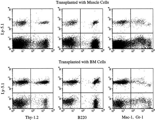 Fig. 1. Multilineage hematopoietic reconstitution by Ly-5.1 muscle cells of chimeric mice. / The results of experiment 6 in Table 4 are shown. Nucleated PB cells of secondary Ly-5.2 recipients were analyzed by flow cytometry 6 months after secondary transplantation with BM or muscle cells of chimeric mice. Thy-1.2+ cells, B220+ cells, and Gr-1+ and/or Mac-1+ cells with the Ly-5.1 phenotype are seen in both recipients.