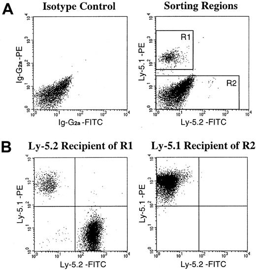 Fig. 2. FACS sorting regions used for preparation of test cell populations from the muscle of chimeric mice and an example of analysis of hematopoietic engraftment by FACS-sorted cells. / (A) Ly-5.1+ cells and Ly-5.1− cells were separated from mononuclear cells of the muscle of chimeric mice by FACS analysis with the use of R1 and R2 gates, respectively, for secondary-transplantation studies. Dot plots obtained in experiment 8 in Table 5 are shown. (B) Analysis of engraftment 2 months after secondary transplantation. Ly-5.1+ (R1) cells engrafted in the Ly-5.2 recipient. Ly-5.1− (R2) cells transplanted into the Ly-5.1 recipient did not show hematopoietic engraftment by Ly-5.2 cells.