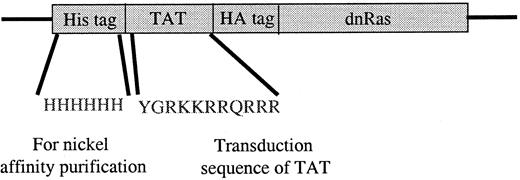 Fig. 1. Tat-dominant-negative N 17 Ras construct. / The dominant-negative N17 H-Ras gene was cloned into the pTat-HA vector as described in “Materials and methods.” Six His residues precede the 11-amino acid Tat peptide. Another 10 amino acids of the HA tag and 6 Gly are immediately N-terminal to the N17 Ras protein. Tat-GFP also contains the HA tag (see “Materials and methods”).