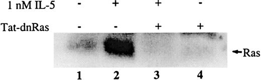 Fig. 3. Transduced Tat-dn-H-Ras blocks activation of endogenous Ras on IL-5 stimulation. / Human blood eosinophils were incubated with 100 nM Tat-dn-H-Ras for 30 minutes and then stimulated for 7 minutes with 1 nM IL-5. Resultant cell lysates were incubated with GST-Ras binding domain protein bound to glutathione agarose beads for 30 minutes at 4°C. After they were washed with lysis buffer, the mixture was boiled in sample buffer, separated by SDS-PAGE, and immunoblotted using anti-Ras antibody. Figure 3 is representative of 4 repetitions of this experiment.