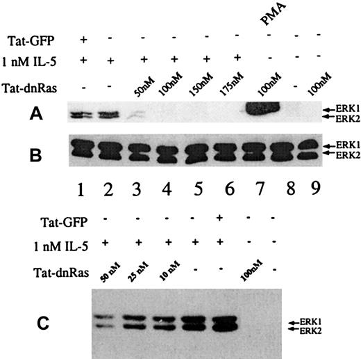 Fig. 4. Dosage of Tat-dn-H-Ras affects IL-5–stimulated ERK 1 and ERK 2 activation. / (A) Human blood eosinophils were incubated with various concentrations of Tat-dn-H-Ras for 30 minutes and then stimulated for 7 minutes with 1 nM IL-5. Resultant cell lysates were resolved by SDS-PAGE and processed for immunoblot analysis using anti-active MAPK antibodies. (B) Cell lysates from panel A were also probed with anti-ERK 1 and ERK 2 antibodies to demonstrate equivalent masses of ERK 1 and ERK 2 in all samples. (C) The same experiment described for panel A was performed with concentrations of Tat-dn-H-Ras that were suboptimal for inhibiting ERK activation. These immunoblots are representative of 8 experiments.
