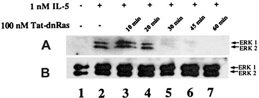 Fig. 5. Time course of Tat-dn-H-Ras incubation as a function of inhibition of ERK 1 and ERK 2 activation. / (A) Human eosinophils were incubated with 100 nM Tat-dn-H-Ras for different time intervals and then stimulated for 7 minutes with 1 nM IL-5. Resultant cell lysates were separated by SDS-PAGE and processed for immunoblot analysis using anti-active ERK 1 and ERK 2 antibodies. (B) Cell lysates from panel A were also probed with anti- ERK 1 and ERK 2 antibodies to demonstrate equivalent masses of protein in all samples. Figure 5 is representative of 3 repetitions of this experiment.