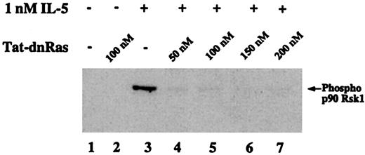 Fig. 6. Phosphorylation of the ERK substrate p90 Rsk1 is suppressed by Tat-dn-H-Ras. / Human blood eosinophils were incubated with 100 nM Tat-dn-H-Ras and then stimulated for 7 minutes with 1 nM IL-5. Resultant cell lysates were separated by SDS-PAGE and processed for immunoblot analysis using anti–phospho-p90 Rsk1 antibody. Figure 6 is representative of 3 repetitions of this experiment.