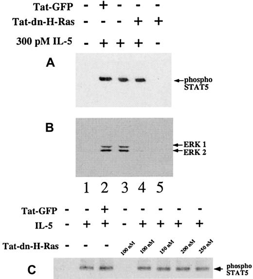 Fig. 7. STAT5 phosphorylation after IL-5 stimulation is not blocked by Tat-dn-H-Ras. / Human blood eosinophils were incubated with 100 nM of Tat-dn-H-Ras or Tat-GFP for 30 minutes and then stimulated for 15 minutes with 300 pM IL-5. Resultant cell lysates were resolved by SDS-PAGE and processed for immunoblot analysis using either anti–phospho-STAT5 antibodies (A) or anti-active MAPK antibodies (B). The same experiment performed in panel A was performed with excessive concentrations of Tat-dn-H-Ras (C). An equal mass of protein in each sample was confirmed by immunoblotting with anti-STAT5 antibody (not shown). Data of 3 independent experiments are represented.