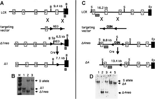 Fig. 1. Map of the deletions of 5′HS1 and 5′HS4. / (A) Modifications of 5′HS1 as labeled. The numbered boxes are 5′HSs; the solid boxes are Ey; the hatched boxes are the probe used for Southern analysis. B denotes BglII sites, and Sp denotes SpeI. Numbers above the map are the expected restriction fragment sizes. (B) Southern blot demonstrating targeted deletions of 5′HS1. Genotypes of the mice are as follows: lane 1, Δ1neo/Δ1; lane 2, Δ1neo/D; and lane 3, Δ1/D. (C) Modifications of 5′HS4 as labeled. Elements are as in panel A. S denotes SphI sites. (D) Southern blot demonstrating targeted deletions of 5′HS4. Genotypes are as follows: lane 1, S/S; lane 2, Δ4neo/Δ4neo; lane 3, Δ4neo/S; lane 4, Δ4/S; and lane 5, Δ4/Δ4.