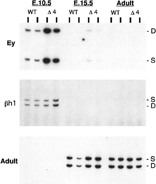 Fig. 3. Expression of β-like globin genes in Δ4/wild-type heterozygous mice. / The HbbD allele (D) carries the targeted mutation, while the HbbS allele (S) is wild type. RNA was analyzed from dpc 10.5 yolk sac, dpc 15.5 fetal liver, and adult peripheral blood by means of RT-PCR assays for Ey, βh1, and adult primers (top, middle, and bottom panels). WT indicates wild-type D/S animals; Δ4 indicates mutant Δ4/S heterozygous mice. S and D mark the RT-PCR products from the S and D alleles, respectively.