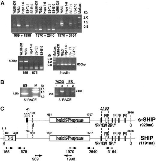 Fig. 1. ES cells express a SHIP mRNA species different from that expressed in mature hematopoietic cells. / (A) RT-PCR analysis of SHIP expression in ES cells and lineage-committed hematopoietic cell lines. All primers used in the RT-PCR assays were designed to amplify regions of SHIP mRNA encoded by separate exons; hence, the expected amplification products must arise from amplification of cDNA, not from contaminating genomic DNA. The following cell types were analyzed: B-lymphocyte cell lines 70Z/3 and WEHI-231, hepatoma cell line Hepa 1-6 (negative control), and ES cell lines TL1 and E10. Amplification of β-actin was included as a control for the RNA isolation and cDNA synthesis steps. PCR products were resolved on a 1% agarose gel and stained with ethidium bromide. (B) RACE cloning of s-SHIP mRNA. PCR products representing the 5′ or 3′ termini of the s-SHIP mRNA expressed in ES cells were generated by 5′ and 3′ RACE, respectively. For 3′ RACE cloning of SHIP mRNA species in 70Z/3 and ES cells, the primers SHIP2766 (sense; lane 1) or SHIP1970 (sense; lane 2) were used. (C) Schematic depiction of the structure of the s-SHIP and SHIP cDNAs. Nucleotide numbering refers to GenBank accession numbers AF184912 and U52044, respectively. Functional domains and sequence motifs encoded in the s-SHIP and SHIP mRNAs ares-SHIP Region (SSR), Src-homology 2 domain (SH2), proline-rich motifs (PR), and NPXY and YIGM motifs. The internal Δ183 nucleotide deletion is illustrated. Initial methionine (M) and terminal glutamine (Q) amino acids for each mRNA are indicated, yielding proteins of 928 aa (s-SHIP) and 1191 aa (SHIP). Relative location and orientation of the primers used in the RT-PCR analysis or RACE cloning are indicated below the SHIP cDNA. Numbers below the primers (arrows) represent the 5′ nucleotide in the primer based on its position in the SHIP cDNA sequence.