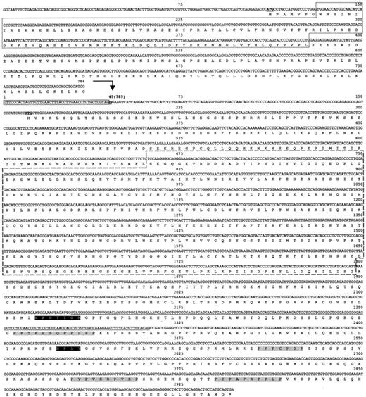 Fig. 2. Nucleotide sequence of s-SHIP cDNA and the predicted amino acid sequence of its major ORF. / The first 784 nucleotides of the SHIP cDNA are provided for comparison above the bold arrow. s-SHIP cDNA sequence is indicated below the bold arrow, starting with the numeral 1 and continuing through nucleotide 2946. Remaining s-SHIP cDNA sequence (nucleotides 2947-4125) is not shown because of size constraints, but it is identical to nucleotides 3687 to 4865 of the SHIP cDNA (data not shown). The number in parentheses (785) at nucleotide 45 of the s-SHIP cDNA indicates the nucleotide in the SHIP cDNA, where identity between the s-SHIP and SHIP cDNAs begins. ATG initiator codons for the SHIP and s-SHIP major ORFs are indicated in bold and underlined, and the termination codon shared by both isoforms is indicated by an asterisk. SH2 (dotted box), SSR (solid box), and inositol 5′-phosphatase (dashed box) sequences are shown. The nucleotide sequence that encodes the Δ183 nucleotide deletion is underlined. NPXY and proline-rich motifs are shaded black and gray, respectively.