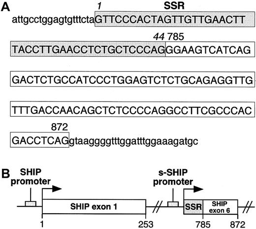 Fig. 3. Organization of the first exon of s-SHIP. / (A) Genomic sequence of the first exon of s-SHIP and adjacent intronic sequence. Uppercase letters represent the nucleotides in the first exon of s-SHIP, and lowercase letters represent the intronic sequence immediately flanking this exon. The 44 nucleotides enclosed in the shaded box indicate the SSR, and the 88 nucleotides in the clear box represent those found in both the s-SHIP and the 145-kd SHIP cDNAs. Numbers 785 and 872 indicate the position of each corresponding nucleotide in the murine 145-kd SHIP cDNA sequence (GenBank accession number U52044). (B) Schematic representation of the orientation of the predicted promoter regions and first exons of SHIP and s-SHIP relative to each other in the SHIP locus. Arrows indicate the transcriptional start points. The s-SHIP first exon consists of the 44-nucleotide SSR and the adjacent 88-nucleotide SHIP exon 6.39 Nucleotide numbering refers to the 145-kd SHIP cDNA sequence (accession number U52044).