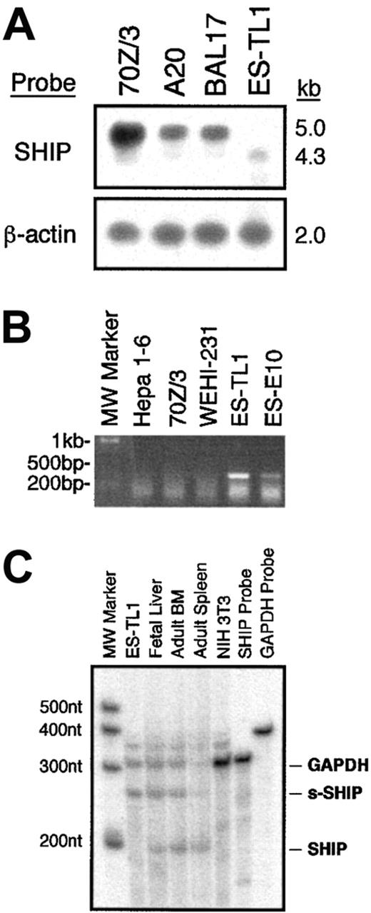 Fig. 4. Analysis of s-SHIP and SHIP mRNA expression in ES cells and hematopoiesis. / (A) Northern Blot analysis of SHIP mRNA species expressed by ES cells (TL1) and lineage-committed hematopoietic cell lines (70Z/3, A20, BAL17). A full-length SHIP cDNA clone was used to probe the filter. After initial hybridization with the SHIP probe, the filter was stripped and reprobed for β-actin to confirm that comparable amounts of RNA were loaded in each lane. (B) RT-PCR analysis of s-SHIP expression in ES cells (TL1, E10) and lineage-committed hematopoietic cell lines (70Z/3, WEHI-231). The primer pair ESHIP23 and ASHIP1098 selectively amplifies s-SHIP mRNA and not SHIP mRNA. Analysis of the hepatoma cell line, Hepa 1-6, serves as a negative control for SHIP. (C) RPA analysis of s-SHIP and SHIP expression in ES cells and hematopoietic development. After annealing and RNase digestion, the s-SHIP/SHIP probe is protected for 247 nucleotides by s-SHIP mRNA and for 203 nucleotides by SHIP mRNA. Thus, a single probe is used to detect the relative abundance of the s-SHIP and SHIP mRNAs. Each RNA sample was incubated with a GAPDH probe as an internal control. Analysis of NIH3T3 cell RNA is provided as a negative control for both SHIP and s-SHIP mRNA expression.