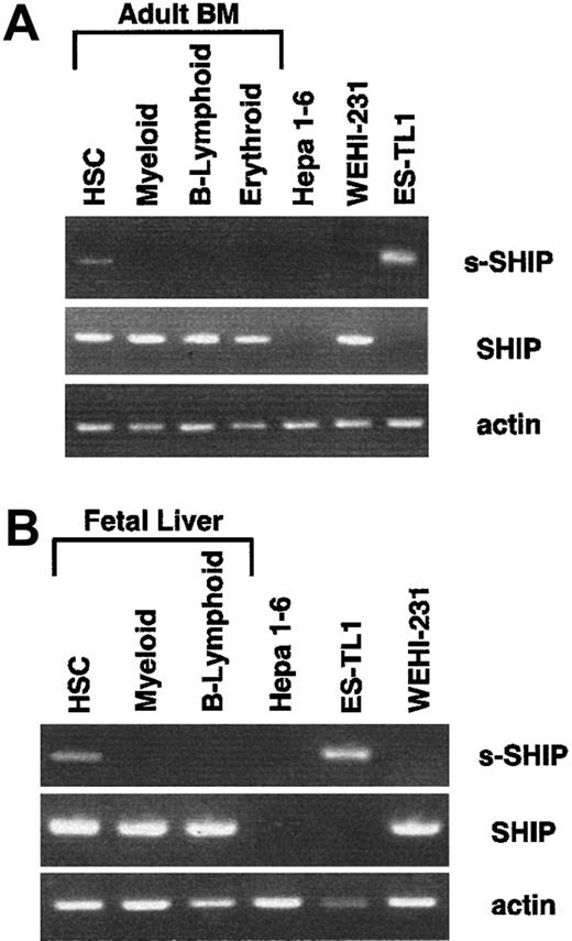 Fig. 5. HSCs express s-SHIP mRNA. / HSCs and lineage-committed cells were sorted from ABM or day 14.5 FL and analyzed by nested RT-PCR assay for the expression of s-SHIP, SHIP, and β-actin mRNA. In both ABM and FL, s-SHIP mRNA was detected in HSCs (Sca-1+c-kit+Lin−) but not in the myeloid (Gr-1+/Mac-1+), B-lymphoid (B220+), or erythroid (Ter119+) lineages. Hepa 1-6 cells were sorted as the negative control for both s-SHIP and SHIP mRNA expression, and ES-TL1 and WEHI-231 cells were sorted as positive controls for s-SHIP and SHIP mRNA expression, respectively.