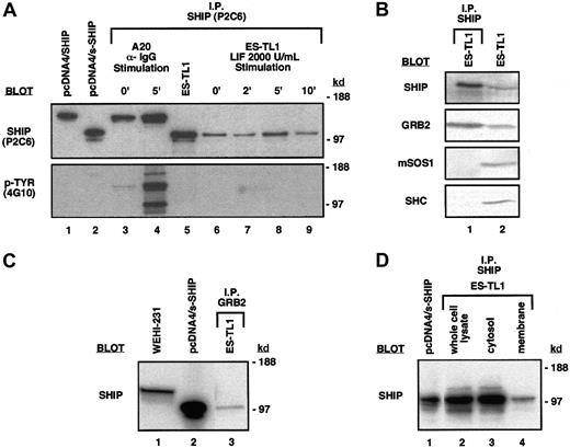 Fig. 6. ES cells express the s-SHIP protein isoform that associates with the Grb2 adapter protein. / (A) Immunoprecipitation and immunoblot detection of s-SHIP in ES cell lysates. Lysate from ES-TL1 cells cultured in LIF was immunoprecipitated with the P2C6 anti–SHIP monoclonal antibody, separated on gels, transferred to membranes, and probed with P2C6, revealing 104-kd and 97-kd proteins (lane 5). No tyrosine phosphorylation of these proteins was detected when they were probed with the 4G10 anti–phosphotyrosine antibody. For comparison, lysates from 293T cells transfected with SHIP cDNA (lane 1) and s-SHIP cDNA (lane 2) were included in the blots. To further assess the tyrosine phosphorylation status of s-SHIP, timed LIF stimulation studies were performed. ES-TL1 cells incubated for 5 hours without LIF were stimulated with 2000 U/mL LIF for 0, 2, 5, or 10 minutes and were rapidly lysed. Equal amounts of total protein were immunoprecipitated with the P2C6 antibody and probed separately with the P2C6 and 4G10 antibodies (lanes 6-9). No tyrosine phosphorylation of s-SHIP was detected at any time point with the 4G10 antibody. For comparison, A20 B-lymphoid cells were stimulated with anti–IgG antibody for 0 or 5 minutes, lysed, immunoprecipitated with P2C6, and probed with P2C6 and 4G10 (lanes 3, 4), showing prominent tyrosine phosphorylation of SHIP at 5 minutes. Molecular mass standards are indicated on the right. (B) s-SHIP associates with Grb2 but not Shc in ES cells. ES-TL1 cell lysates were prepared and immunoprecipitated with the P2C6 anti–SHIP monoclonal antibody. Resolved immunoprecipitates were then blotted with antibodies specific for SHIP, Grb2, mSos1, or Shc (lane 1). Whole cell lysates from ES-TL1 cells were also included to confirm the expression of these proteins in ES cells (lane 2). (C) Grb2 associates with s-SHIP in ES cells. ES-TL1 cell lysate was prepared and immunoprecipitated with an anti–Grb2 polyclonal antibody. Resolved immunoprecipitate was then blotted with the P2C6 anti–SHIP monoclonal antibody (lane 3). For comparison, whole cell lysates from WEHI-231 cells (lane 1) and 293T cells transfected with s-SHIP cDNA (lane 2) were included. (D) Subcellular localization of s-SHIP protein in ES cells. Whole cell lysate, cytosol, and membrane fractions from ES-TL1 cells were prepared as described. One milligram total protein from each fraction was immunoprecipitated with the P2C6 anti–SHIP monoclonal antibody, and equal volumes of immunoprecipitate from each preparation were separated on gels, transferred, and blotted with the P2C6 anti–SHIP monoclonal antibody (lanes 2-4). For comparison, whole cell lysate from 293T cells transfected with s-SHIP cDNA was included (lane 1).