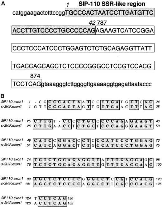 Fig. 7. Organization of the first exon of SIP-110, the human homolog of s-SHIP. / (A) Genomic sequence of the SIP-110 first exon and adjacent intronic sequence as compiled from the Celera Human Genome-Unassembled Fragments database (Celera accession numbers GA_x4N24A5J0RM:1..262 and GA_x4N24A6F9UD:1..508). Uppercase letters represent the nucleotides in the SIP-110 first exon, and lowercase letters represent the intronic sequence immediately flanking this exon. The 42 nucleotides enclosed in the shaded box indicate the SSR-like region, and the 88 nucleotides in the clear box represent those nucleotides found in both the SIP-110 and the human 145-kd SHIP cDNAs. Based on the genomic fragment sequences, position 1 is listed as a “T” rather than as the “C” assigned in the SIP-110 cDNA (GenBank accession number U50040). Numbers 787 and 874 indicate the position of the corresponding nucleotide in the human 145-kd SHIP cDNA sequence (GenBank accession number U50041). (B) Clustal W alignment33 of the first exon sequences of human SIP-110 and murine s-SHIP. Matching nucleotides are shaded gray. Overall, the first exons of SIP-110 and s-SHIP show 82% nucleotide identity.