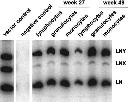 Fig. 3. Gene transfer rates in hematopoietic subpopulations. / Detection of vector sequences in different hematopoietic lineages in peripheral blood from dog E523 at 27 and 49 weeks after transplantation with transduced CD34-enriched bone marrow cells.
