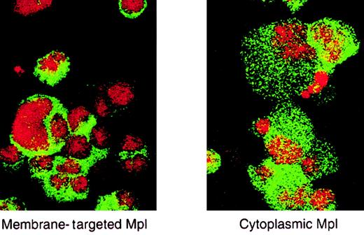Fig. 4. Immunofluorescent localization of the Mpl fusion proteins in marrow cells. / Murine marrow cells transduced with either the membrane-targeted Mpl construct (left panel) or the cytoplasmic Mpl construct (right panel) were labeled with an anti-HA monoclonal antibody, biotinylated goat anti–mouse IgG, and streptavidin-FITC and then were analyzed by confocal microscopy. Nuclei were stained with propidium iodide.