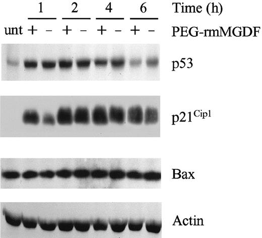 Fig. 5. Treatment with Mpl ligand does not impair the p53 response to carboplatin and radiation. / Bone marrow cells of C57Bl/6J mice (1 mouse per group) were harvested and solubilized at the indicated intervals after treatment with 80 mg/kg carboplatin (administered intravenously) and 7.5 Gy TBI followed immediately by PEG-rmMGDF or carrier. Samples were assessed by immunoblotting for expression of p53, Bax, and p21Cip1. Immunoblotting of actin on the same immunoblot is shown for comparison of protein loading per lane. Unt: untreated (bone marrow cells from C57Bl/6J mice that received no carboplatin/TBI).