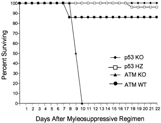 Fig. 7. Loss of Atm augments lethal myelosuppression. / The survival of C57Bl/6 mice receiving bone marrow transplants fromAtm−/− (ATM KO, n = 8),p53−/− (p53 KO, n = 7),p53+/− (p53 HZ, n = 6), or wild-type (WT, n = 7) bone marrow. Mice receiving Atm−/−,p53+/−, and wild-type marrow transplants were given PEG-rmMGDF intravenously after exposure to the lethal myelosuppressive regimen.