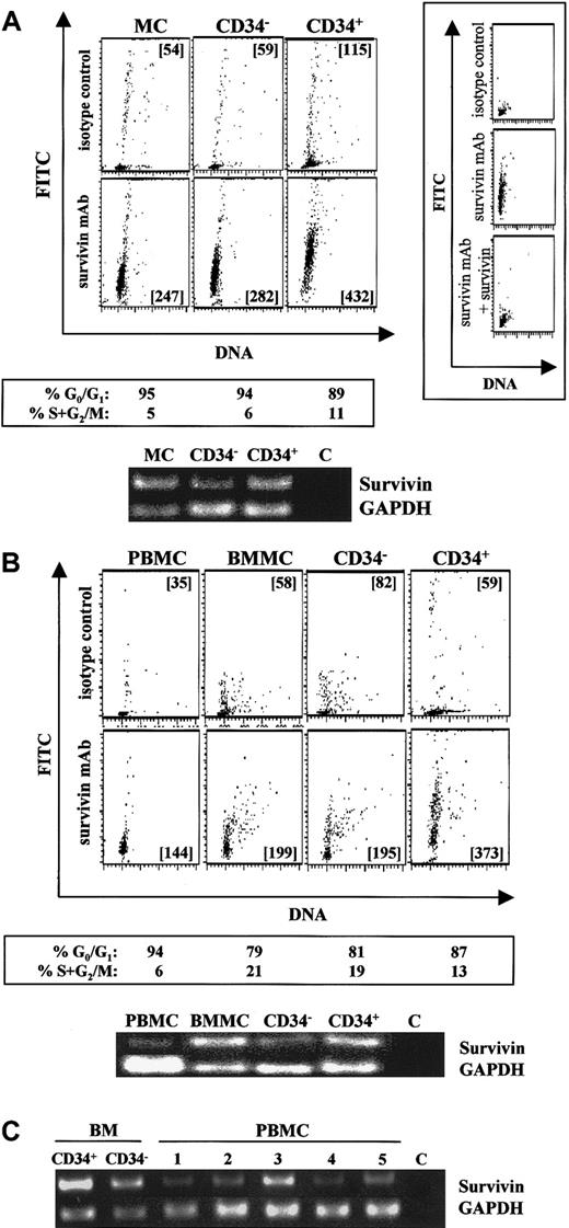 Fig. 1. Survivin expression in normal hematopoietic cell populations. / (A) Survivin expression in UCB mononuclear cells (MCs), CD34−(lin+) cells (CD34−), and isolated CD34+ cells (CD34+). Cells were stained with PI (x-axis) and FITC–mouse IgG1 (upper panels) or FITC–anti-human survivin (lower panels) (y-axis). Mean channel fluorescence (MCF) of FITC signals is presented in each multivariate dot plot. Preadsorption of the antisurvivin monoclonal antibody (mAb) with excess human survivin/HIS for 30 minutes prior to addition to fixed and permeabilized cells reduced survivin detected by greater than 92% (panel A, right insert), confirming the specificity of the intracellular staining. Cell-cycle status of each cell population analyzed by ModFit software is shown below the corresponding plots. RT-PCR results (35 cycles) for survivin and GAPDH mRNAs from the same cell samples are presented. Lane 1: MC-UCB mononuclear cells. Lane 2: CD34−(lin+) cells. Lane 3: CD34+ cells. Lane 4: C, control sample without any RNA. Data are from a single UCB sample and representative of 5 experiments. (B) Survivin expression in adult peripheral blood mononuclear cells (PBMCs), adult bone marrow mononuclear cells (BMMCs), CD34−(lin+) cells (CD34−), and isolated CD34+. Peripheral blood and bone marrow are from the same donor. The upper panels represent isotype controls, and the lower panels represent survivin protein. Cell-cycle status of each cell population analyzed by Modifit software is shown below the corresponding multivariate dot plot. RT-PCR results (35 cycles) for survivin and GAPDH mRNAs from the same cell samples are presented. Lane 1: PBMCs; Lane 2: BMMCs; Lane 3: CD34−(lin+) cells; Lane 4: CD34+ cells; Lane 5: C, control sample without any RNA. Data are from a single donor and representative of 2 identical experiments with different donors. (C) Survivin mRNA in adult bone marrow CD34+ cells, CD34− cells, and PBMCs from 5 healthy donors. RT-PCR (35 cycles) for survivin and GAPDH mRNAs are shown. C represents control sample without RNA.