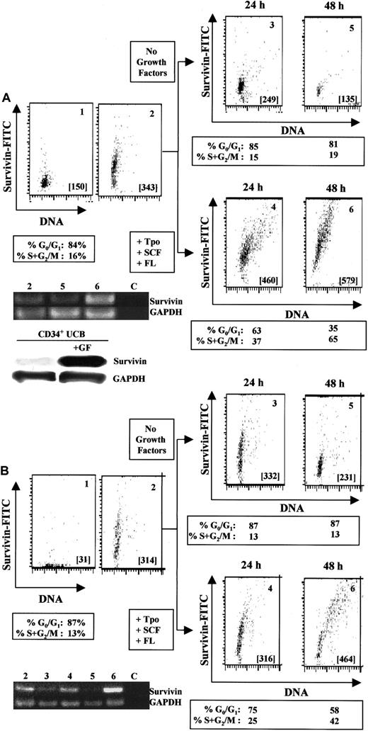 Fig. 2. Regulation of survivin in CD34+ cells by hematopoietic growth factors. / (A) Multivariate flow dot plots for survivin expression (panel 2) versus isotype control (panel 1) in freshly isolated UCB CD34+ cells (purity in excess of 95%). Identical results were observed with the use of either an antisurvivin mAb (shown) or a polyclonal antisurvivin antibody. Cell-cycle analysis indicated that 84% of the CD34+ cells were in G0/G1 and 16% in S+G2/M. Panels 3 and 5 represent survivin expression in CD34+ cells cultured without growth factors for 24 and 48 hours, respectively. Panels 4 and 6 represent survivin expression in CD34+ cells cultured with Tpo, SCF, and FL for 24 and 48 hours. Cell-cycle distribution of each cell population is presented below the appropriate panels. All cells were counterstained with anti-CD34 mAb and gated to include only CD34+ cells. Cell samples from each population were analyzed for survivin and GAPDH by RT-PCR (35 cycles). Lane 2: freshly harvested UCB CD34+ cells. Lane 5: CD34+ cells cultured without growth factors for 48 hours. Lane 6: CD34+cells cultured in the presence of Tpo, SCF, and FL for 48 hours. Lane C: control sample without RNA template. Data are from 1 UCB sample and representative of 5 experiments. For Western blot analysis, UCB CD34+ cells were cultured with or without Tpo, SCF, and FL for 48 hours. Lysates from 1 × 106cells were separated on 10% SDS-PAGE gels and probed with anti–human polyclonal antibody. (B) Multivariate flow dot plots for survivin expression (panel 2) versus isotype control (panel 1) in freshly isolated adult bone marrow CD34+ cells (purity in excess of 97%). Identical results were observed with the use of either an antisurvivin mAb (shown) or a polyclonal antisurvivin antibody. Cell-cycle analysis indicated that 87% of the CD34+ cells were in G0/G1 and 13% in S+G2/M. Panels 3 and 5 represent survivin expression in CD34+ cells cultured in the absence of growth factors for 24 and 48 hours. Panels 4 and 6 represent survivin expression in CD34+ cells cultured in the presence of Tpo, SCF, and FL for 24 and 48 hours. Cell-cycle distribution of each cell population is presented below the appropriate panels. All cells were counterstained with anti-CD34 mAb and gated to include only CD34+ cells. Cell samples from each population were analyzed for survivin and GAPDH mRNA by RT-PCR (35 cycles). Lane 2: freshly isolated bone marrow CD34+ cells. Lanes 3 and 5: CD34+ cells cultured without growth factors for 24 and 48 hours, respectively. Lanes 4 and 6: CD34+ cells cultured in the presence of Tpo, SCF, and FL for 24 and 48 hours, respectively. Lane C represents control sample without any RNA template. Data are from 1 of 2 identical experiments.