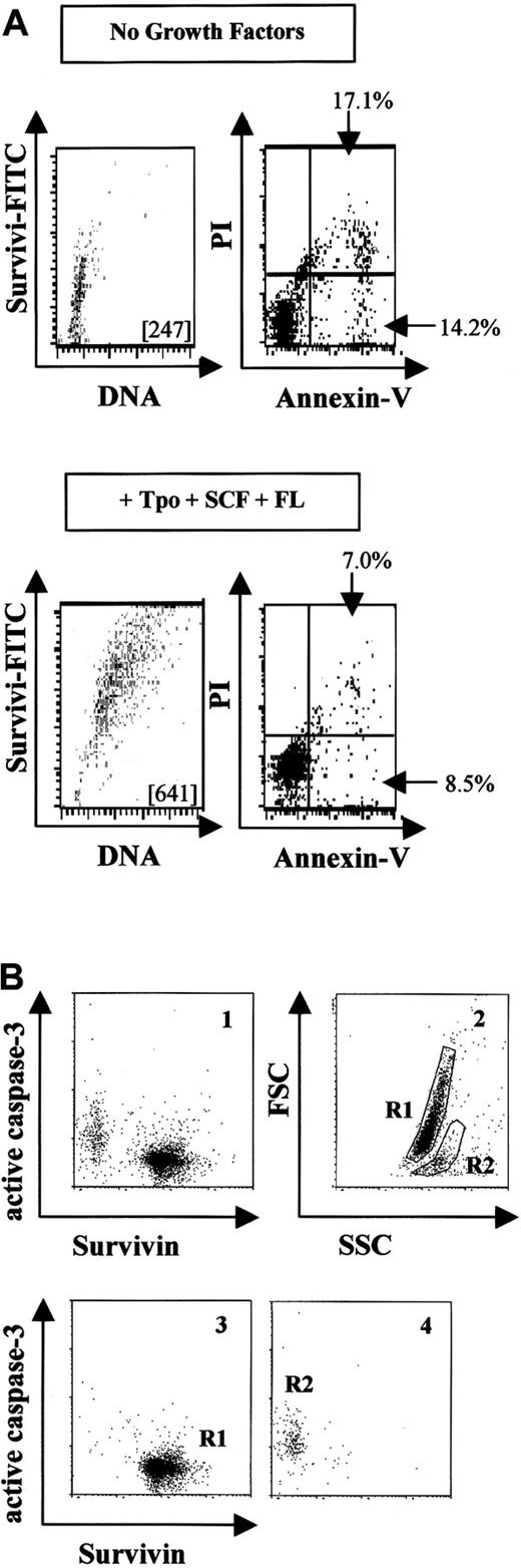 Fig. 3. Survivin expression and apoptosis in UCB CD34+ cells. / (A) UCB CD34+ cells were cultured without (upper panels) or with (lower panels) Tpo, SCF, and FL for 48 hours, and survivin expression and apoptosis were quantitated by means of annexin-V/PI. The MCF of FITC-survivin is shown in each dot plot. The percentage of early apoptotic cells (annexin-VhighPIlow) and apoptotic and dying cells (annexin-VhighPIhigh) is shown in each blot. Data are representative of 3 experiments. (B) UCB CD34+ cells were cultured in the absence of growth factors in 10% FBS for 48 hours and then stained with FITC–anti-human survivin mAb and PE–anti-human active caspase-3 antibody (panel 1). Panel 2 shows forward and side scatter, representing R1 and R2 as viable and apoptotic cells, respectively. Panels 3 and 4 show survivin and caspase-3 counterstaining in the gated R1 and R2 cells from panel 2. Cells in R1 appeared as survivinhigh/active caspase-3low while cells in R2 appeared as survivinlow/active caspase-3high. Data are from 1 of 3 experiments. Identical results were observed with the use of polyclonal anti–human survivin antibody.