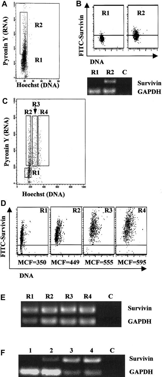 Fig. 4. Survivin expression in UCB CD34+ cells sorted by cell cycle. / (A) Fresh UCB CD34+ cells were sorted by Hst and PY staining as described in “Materials and methods” into G0 (R1) and G1 (R2) cell populations. Data are representative of 3 UCB samples. (B) Cells sorted in panel A were subjected to RT-PCR (40 cycles) and intracellular staining for survivin. Identical results were observed with the use of either an antisurvivin mAb (shown) or a polyclonal antisurvivin antibody. Upper panel: intracellular staining for survivin in fresh G0CD34+ (R1) and G1 CD34+ (R2) following cell sorting by Hst/PY. The area below the horizontal bar in each dot blot represents isotype control. The MCF of FITC-survivin is shown below each dot blot. Lower panel: 50 ng total RNA was used for reverse transcription and one tenth of the cDNA was used for PCR. Lane C was loaded with RT-PCR sample run without any RNA template. Data are representative of 3 UCB samples. (C) UCB CD34+ cells cultured with Tpo, SCF, and FL for 48 hours were stained with Hst and PY and sorted into gates R1 through R4 representing G0, G1, S, and G2/M populations as described in “Materials and methods.” All cells were counterstained with anti-CD34 mAb and gated to include only CD34+ cells. Data are from 1 of 3 identical experiments. (D) Cells in each gate in panel C were analyzed by multivariate flow cytometry with PI and FITC-antisurvivin mAb. The area below the horizontal bar in each dot blot represents isotype control. MCF of FITC-survivin is shown below each dot blot. Data are from 1 of 3 experiments with identical results. Identical results were observed with the use of FITC-antisurvivin polyclonal antibody. (E) RT-PCR (40 cycles) for survivin and GAPDH mRNA in sorted cell populations from panel C. Lane C was loaded with RT-PCR sample run without any RNA template. (F) Semiquantitative RT-PCR for survivin and GAPDH mRNA in UCB CD34+ cells in G0 and G1 before and after growth-factor stimulation. Gates were set exactly as in Figures 4A and 4C. Lane 1: freshly isolated G0 CD34+ cells. Lane 2: freshly isolated G1 CD34+ cells. Lane 3: G0 CD34+ cells after 48 hours' stimulation with Tpo, SCF, and FL. Lane 4: G1 CD34+ cells after 48 hours' stimulation with Tpo, SCF, and FL. Lane C was loaded with RT-PCR sample without any RNA template.