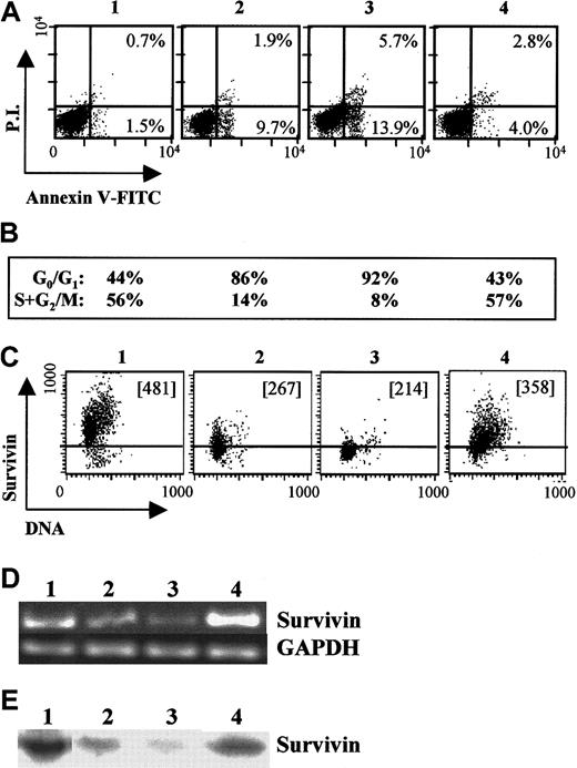 Fig. 5. Survivin expression in factor-dependent MO7e cells. / Log phase MO7e cells growing in 20% FBS and 20 ng/mL GM-CSF (panel, lane 1) were washed and factor-starved for 24 hours in the absence of GM-CSF and FBS. Starved cells (panel, lane 2) were suspended in RPMI plus 10% FBS and cultured in the absence (panel, lane 3) or presence of GM-CSF and SCF (panel, lane 4) for an additional 24 hours. (A) Cells were harvested and stained with annexin-V and PI to examine apoptosis of each cell group. The percentage of early apoptotic cells (annexinhighPIlow) and apoptotic/dead cells (annexinhighPIhigh) are shown for each cell population. (B) Cell-cycle analysis for G0/G1 and S+G2/M for the corresponding cell populations. (C) Survivin expression and DNA staining for each cell population. The MCF is included in each dot plot. The area below the horizontal bar in each dot blot represents isotype control. (D) RT-PCR (35 cycles) for survivin and GAPDH mRNA for the corresponding cell populations. Negative controls indicated no amplification (not shown). (E) Western blots for survivin protein in lysates from each of the corresponding cell populations.