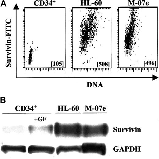 Fig. 6. Relative survivin expression in UCB CD34+cells and leukemic cells. / (A) Multivariate intracellular flow cytometry plots of survivin expression in fresh UCB CD34+ cells, and exponentially growing HL-60 and MO7e leukemia cells. Survivin MCF is shown in each data plot. Data are from 1 of 2 experiments with identical results. (B) Western blot analysis of survivin levels in freshly isolated UCB CD34+ cells; CD34+ cells stimulated with 100 ng/mL each of Tpo, FL, and SCF for 48 hours; and exponentially growing HL-60 and MO7e leukemia cells. Cell lysates from 1 × 106cells were loaded in each lane and blotted with polyclonal anti–human survivin. Data are from 1 of 3 experiments.