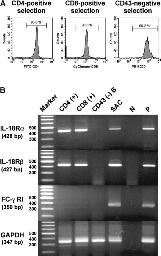 Fig. 6. RT-PCR analysis of messenger RNAs of murine IL-18Rα, IL-18Rβ, and Fc-γ RI in CD4+ and CD8+ T cells, CD43− B cells, and splenic adherent cells. / CD4+ and CD8+ T cells and CD43− B cells were isolated by magnetic cell sorter. (A) The purity of the cells was analyzed by flow cytometry after staining with cell-specific surface markers. (B) Messenger RNAs of IL-18Rα and β, Fc-γ RI, and GAPDH were analyzed by RT-PCR using specific primer sets. Fc-γ receptor I mRNA was analyzed to assess the contamination of NK cells and macrophages in T and B cells. Messenger RNA of LNK cell was used as a positive (P) control. For negative control (N), LNK mRNA was subjected to PCR reaction without prior RT reaction.