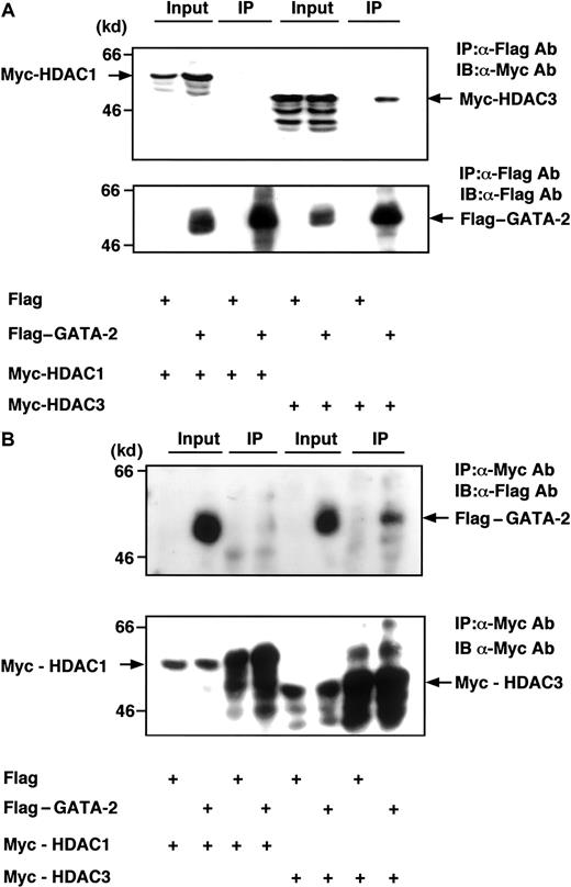 Fig. 1. GATA-2 interacts with HDAC3 in vivo. / (A) Flag–GATA-2 (5 μg) was cotransfected with Myc-HDAC1 (5 μg) or Myc-HDAC3 (5 μg) into COS cells. Whole cell lysates were prepared and immunoprecipitated with anti–Flag M2 beads. Immunoprecipitates were subjected to immunoblot analysis with anti-Myc antibody (upper panel). The blot was reprobed with anti-Flag antibody to confirm that GATA-2 was successfully immunoprecipitated (lower panel). Input represents 5% of whole cell lysates used for each immunoprecipitation applied to confirm whether each HDAC or GATA-2 was highly expressed. (B) The same lysates described above were immunoprecipitated with anti-Myc antibody followed by immunoblot analysis with anti-Flag antibody (upper panel). Successful immunoprecipitation was confirmed by reprobing with anti-Myc antibody.