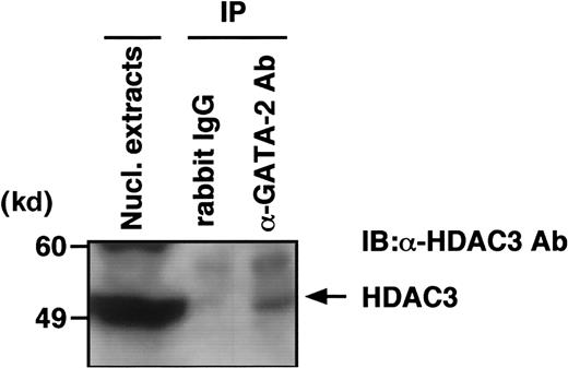 Fig. 3. GATA-2 interacts with HDAC3 in hematopoietic cells. / Nuclear extracts from KG-1 cells were immunoprecipitated with either preimmune rabbit serum or anti–GATA-2 antibody (H116). Immunoprecipitates were subjected to immunoblot analysis with anti-HDAC3 antibody.