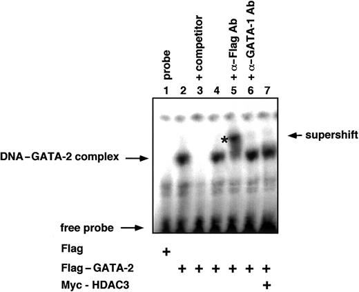 Fig. 4. HDAC3 does not alter DNA-binding activity of GATA-2. / Nuclear extracts from COS cells transfected with GATA-2 expression vector (Flag–GATA-2) in the presence or absence of HDAC3 expression vector (Myc-HDAC3) were used in EMSAs. A 32P-labeled double-stranded oligonucleotide containing a GATA consensus recognition site was used as a probe. The protein-DNA complex was revealed in lanes 2 and 4. Competitive experiments were performed using a 2000-fold excess of the unlabeled oligonucleotide (lane 3). Supershift experiments were performed by addition of α-Flag antibody, with the combination α-GATA-1 antibody serving as a control, as indicated. Specific GATA-2–DNA complexes and the supershifted complexes are indicated. The supershifted band by α-Flag antibody is denoted with an asterisk.