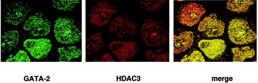 Fig. 6. GATA-2 and HDAC3 colocalize in the nucleus. / KG-1 cells were cytospun onto glass slides and fixed in methanol and stained with anti–GATA-2 and anti-HDAC3 antibodies followed by FITC-conjugated and Alexa 568–conjugated secondary antibody. Cells were analyzed by confocal microscopy. GATA-2 is immunostained in green and HDAC3 is immunostained in red.