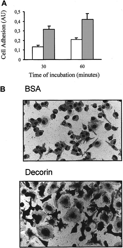 Fig. 4. Decorin increases macrophage adhesion. / (A) Cells (10 000) were cultured on plates precoated with BSA (■) or 10 μg/mL decorin (░) for only 30 and 60 minutes. After several washes, adhesion of macrophages was analyzed by crystal violet staining as indicated in “Materials and methods.” Each determination was made in triplicate, and the values represented correspond to the mean ± SD of 5 independent experiments. (B) Photographs of BMDMs attached to BSA-coated (control) or decorin-coated surfaces using a phase contrast microscope with an objective of × 40.