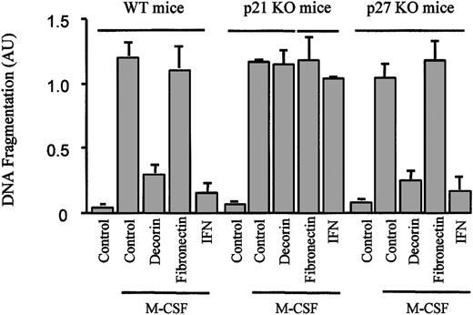 Fig. 9. Decorin, but not fibronectin, protects macrophages from apoptosis induced by M-CSF starvation. / Macrophages from wild-type, p21Waf1 knock-out, and p27Kip1 knock-out mice cultured on plates precoated with BSA, decorin, or fibronectin were treated with 300 U/mL IFN-γ. The cells were then cultured in the absence of M-CSF for 24 hours. Apoptosis induced by M-CSF starvation was measured by ELISA, a method that detects fragmented histone-associated low-molecular-weight DNA. That is characteristic of the apoptotic process. Each point was made in triplicate, and the values are represented as the mean ± SD of 2 independent experiments.