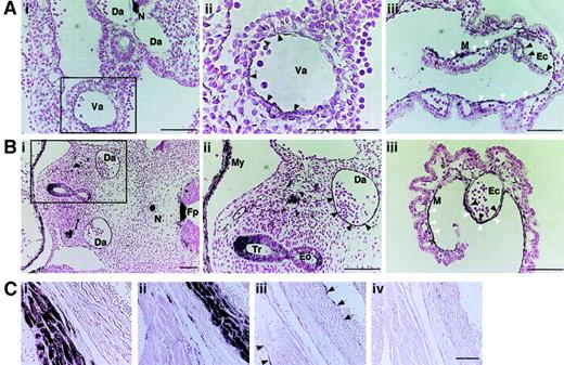 Fig. 2. Immunohistochemical staining. / Transverse-sectioned E9.5- or E10.5-derived embryos and sagittal-sectioned adult hearts were stained with anti-ALCAM antibody. (A) The E9.5-derived dorsal aorta or vitelline artery was weakly positive for ALCAM (Ai). The vitelline artery in the square area is shown in high magnification (Aii). Black arrowheads indicate positively stained endotheliallike cells. In yolk sac, both mesenchymal cells (M) (white arrowheads) and endothelial cells (Ec) (black arrowheads) were ALCAM+ (Aiii). (B) In the E10.5 embryo dorsal aorta, endothelial cells were strongly positive for ALCAM (square area in panel Bi; high magnification of the square area: black arrowheads in panel Bii). Similarly, M (white arrowheads) and Ec (black arrowheads) were ALCAM+ in E10.5 yolk sac (Biii). (C) Adult mouse, heart, and aorta were examined for the expression of ALCAM. Antiheart muscle antibody (Ci), antismooth muscle antibody (Cii), and anti-CD31 antibody (Ciii) (black arrowheads indicate endocardium; black arrows, wall of aorta) were used for control, respectively. Note that ALCAM was negative for endocardium and endothelium of aorta (Civ). Scale bar, 200 μm. Da indicates dorsal aorta; N, notocord; Va, vitelline artery; Fp, floor plate; My, myocardium; Tr, trachea; Eo, esophagus.