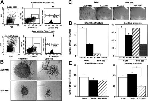Fig. 5. Analysis of ALCAM expression in endothelial precursor cells and examination of development of endothelial clusters in vitro. / (A) E10.5-derived AGM cells (upper column) or yolk sac cells (lower column) were fractionated into Flk-1+CD31+cells. Flk-1+CD31+ cells were subdivided at the expression of ALCAM, and ALCAM− or ALCAM+cells were sorted individually for further experiments. Among CD34+c-Kit+ cells in E10.5-derived AGM, 7.6% were Flk-1+; however, they were ALCAM− (data not shown). (B,C) A total of 750 AGM- or yolk sac–derived Flk-1+CD31+ALCAM+ or Flk-1+CD31+ALCAM− cells were cultured with OP9 cell in the presence of VEGF for 9 or 10 days. Culture was fixed and stained with anti-CD31 antibody. Two types of CD31+ clusters (sheetlike and cordlike structure) were observed under a microscope (B). Macroscopic observation clearly demonstrated that distribution of endothelial clusters developed on OP9 cell (magnification, ×6.3) (C). Note that the larger CD31+endothelial clusters were observed in both sheetlike and cordlike clusters when ALCAM+ endothelial precursor cells were cocultured with OP9 cell. Scale bar, 100 μm. (D) The number of CD31+ sheetlike (left) or cordlike (right) clusters derived from AGM and yolk sac was scored. (E) AGM-derived endothelial precursor cells (Flk-1+CD31+) were cultured with OP9 cell in the presence of ALCAM-Fc or control CD4-Fc, and the number of CD31+ endothelial clusters was scored (left, sheetlike cluster; right, cordlike cluster). *P < .05.