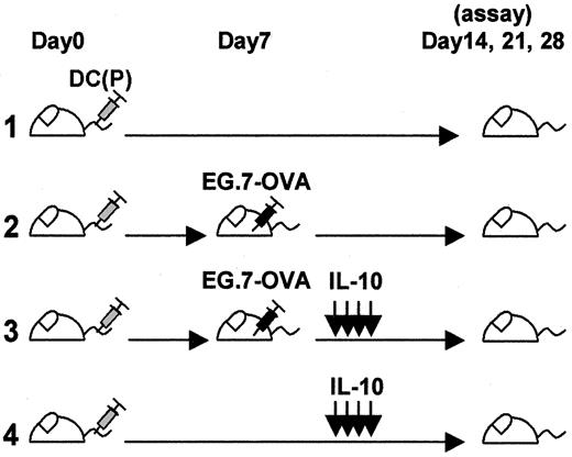 Fig. 2. Models for analysis of vaccinated mice treated with IL-10. / Vaccinated mice were compared with several controls groups either with or without tumor challenge or with or without IL-10 administration.