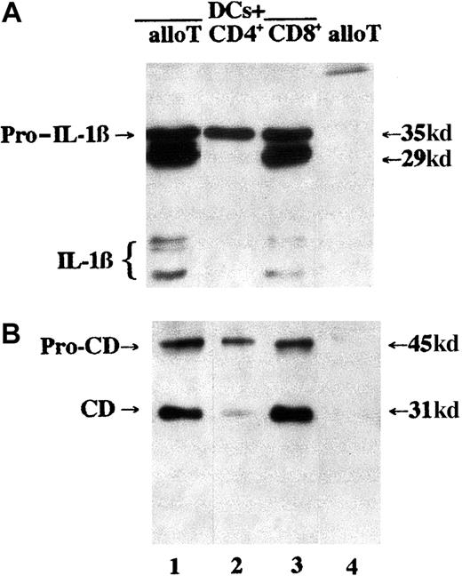 Fig. 1. CD8+ alloreactive T lymphocytes induce DCs to secrete both IL-1β and cathepsin D. / DCs were cocultured with alloreactive unfractionated T lymphocytes (allo T, lane 1) or purified CD4+ (lane 2) or CD8+ (lane 3) allospecific T cells at a DC/T cell ratio of 1:10 for 6 hours. Lane 4 shows an equal number of alloreactive T cells that were cultured alone for 6 hours. At the end of the incubations, supernatants were collected and analyzed for their content in IL-1β (A) or cathepsin D (B) by Western blotting. CD indicates cathepsin D; pro-CD, procathepsin D. One representative experiment of 10 is shown.