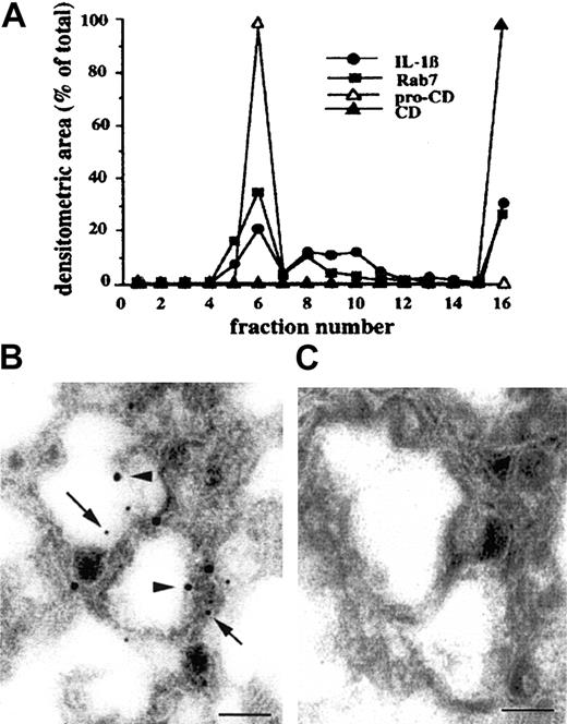Fig. 3. Percoll density gradient and immunoelectron microscopic analysis of IL-1β–containing organelles. / (A) P1 and P2 pellets from PNS of DCs were pooled and subjected to a 25% Percoll density gradient. Fractions were collected from the top of the gradient and analyzed for their content in procathepsin D and mature cathepsin D (pro-CD and CD), IL-1β, or Rab7 by Western blotting and densitometry. One representative experiment of 3 is shown. Panels B and C show immunoelectron microscopic analysis of pooled P1 and P2 pellets. Sections were stained with anti–IL-1β IgG1 mAb (B) or an unrelated IgG1 mAb (C) followed by goat antimouse IgG gold–conjugated (small gold particles, arrows) and with rabbit anticathepsin D antiserum (B) or rabbit preimmune serum (C) followed by protein-A gold (large gold particles, arrowheads). Bars indicate 1 μm.