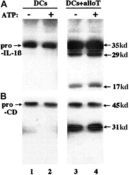 Fig. 4. Exogenous ATP does not induce IL-1β secretion by DCs. / Supernatants from LPS-treated DCs, cultured 6 hours without (lanes 1 and 2) or with (lanes 3 and 4) alloreactive T cells at a DC/T cell ratio of 1:10, unstimulated (lanes 1 and 3) or stimulated (lanes 2 and 4) with 1 mM ATP for the last 15 minutes were analyzed by Western blotting for their content in secreted IL-1β (A) and cathepsin D (B); pro-CD indicates procathepsin D. One representative experiment of 3 is shown.