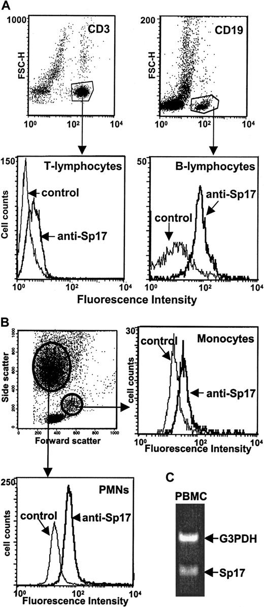 Fig. 3. Sp17 is expressed on the surface of normal circulating lymphocytes. / (A) PBMCs from healthy donors were dual stained with antiserum to Sp17 and a monoclonal antibody specific for T lymphocytes (anti-CD3) or B lymphocytes (anti-CD19) and then analyzed by flow cytometry. Dot plots (upper panels) show the subpopulation of CD3+ and CD19+ cells, and histograms (lower panels) show the staining profile for Sp17 of those 2 subpopulations. (B) Sp17 is also present on polymorphonuclear leukocytes (PMNs) and monocytes. To distinguish PMN and monocyte populations, the light scatter pattern (forward versus side light scatter) was used. Data in panels A and B are representative of 2 to 4 independent experiments. (C) Amplification of Sp17 mRNA by RT-PCR confirms that normal PBMCs are producing the cell surface Sp17 that is detected by flow cytometry.