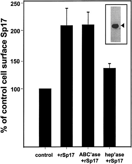 Fig. 4. Binding of rSp17 to cells is dependent on cell surface heparan sulfate. / The rSp17 (50 μg/mL) was added to ARP-1 cells and the level of Sp17 determined by flow cytometry following immunostaining. Data are expressed as a percentage of control, where the control was the value of staining for Sp17 in the absence of rSp17. Prior to addition of rSp17, some cells were treated with chondroitinase ABC (ABC'ase), to remove chondroitin sulfate chains, or heparitinase (hep'ase), to remove heparan sulfate chains. Removal of chondroitin sulfate chains has no effect on binding of rSp17 to cells. However, in comparison with these cells, removal of heparan sulfate significantly (P < .03) reduces the amount of rSp17 bound to cells. Values represent the mean of 3 experiments ± SE. (Insert) The rSp17 used in these experiments was purified as described in “Materials and methods” and analyzed for purity by Western blotting. The rSp17 is detected with antiserum as a 24.5-kd protein (arrowhead).