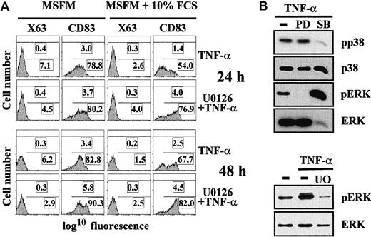 Fig. 1. Serum inhibits TNF-α–mediated maturation of MDDC: involvement of the ERK signaling pathway. / (A) Monocytes were cultured in macrophage serum-free medium containing GM-CSF and IL-4. After 5 days, cells were treated with TNF-α in the absence or presence of 10% fetal calf serum and with or without the U0126 MEK 1/2 inhibitor. Expression of CD83 was determined by flow cytometry 24 and 48 hours later. In each panel, the percentage of positive cells (bottom) and the MFI (top) are indicated. A representative experiment is shown. (B) Specificity of the PD98059, U0126, and SB203580 signaling-pathway inhibitors. Immature MDDC were treated with TNF-α in either the absence (minus sign) or presence of the indicated inhibitors (PD indicates PD98059; SB, SB203580; and U0; U0126). After 1 hour of incubation with the inhibitors, cells were stimulated with TNF-α for 10 minutes. Cell lysates (10 μg) were subjected to Western blotting using rabbit polyclonal antiserum specific for ERK 1/2 (ERK) or p38 or against their respective phosphorylated forms (pERK or pp38). The experiment was done on cells from 2 different donors and one experiment is shown.