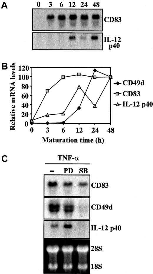 Fig. 3. Regulation of CD83, CD49d, and IL-12 p40 mRNA steady-state levels during TNF-α–induced maturation of MDDC. / (A,B) Kinetics of CD83, CD49d, and IL-12 p40 mRNA during maturation of MDDC. (A) Total RNA was isolated from immature or mature MDDC at the indicated times after TNF-α was added and subjected to Northern blotting. (B) Autoradiographs were scanned and measured densitometrically, and the intensity of each band was expressed by using arbitrary units according to the densitometric analysis. (C) Effect of PD98059 and SB203580 on CD83, CD49d, and IL-12 p40 mRNA levels during maturation of MDDC. Determination of CD83, CD49d, and IL-12 p40 mRNA in MDDC treated with TNF-α for 48 hours in the absence (minus sign) or presence of PD98059 (PD) or SB203580 (SB). Ethidium bromide staining of RNA formaldehyde gel is shown as a loading control.