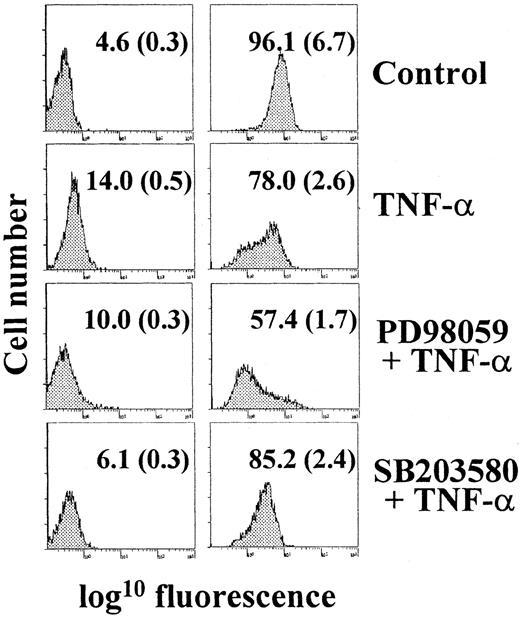 Fig. 4. Analysis of mannose-receptor–mediated endocytosis during TNF-α–induced maturation of MDDC. / Immature MDDC were cultured for 48 hours in the absence (control) or presence of TNF-α alone (TNF-α) or after pretreatment with either PD98059 (PD and TNF-α) or SB203580 (SB and TNF-α), and endocytic activity was determined by flow cytometry using fluorescein isothiocyanate–dextran. The percentage of positive cells and the MFI (in parentheses) are indicated. In all cases, endocytic activity was also measured at 4°C (left panels) to control for nonspecific fluorescence. Each experiment was done 3 times; a representative experiment is shown.