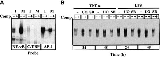 Fig. 7. Changes in NFs during TNF-α–induced maturation of MDDC. / (A) Recognition of NF-κB, C/EBP, and AP-1 consensus sequences by nuclear transcription factors from immature (I) and mature (M; treated with TNF-α for 96 hours) MDDC. EMSA was done on the corresponding consensus oligonucleotide probes by using nuclear extracts and in the absence (lanes marked with a minus sign) or presence (lanes marked with a plus sign) of unlabeled competitor (Comp) oligonucleotides at a 100-fold molar excess. (B) Determination of NF-κB DNA-binding activity in total cell extracts from LPS-treated or TNF-α–treated MDDC cultured for 24 or 48 hours in the absence or presence of the indicated inhibitors (U0 indicates U0126; and SB, SB203580). Competition was done by adding cold NF-κB consensus oligonucleotide at a 100-fold molar excess.
