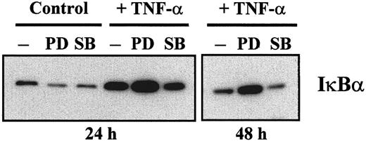 Fig. 8. ERK 1/2 and p38 MAPK differentially affect the levels of IκBα during maturation of MDDC. / Immature MDDC were not treated (control) or were cultured with TNF-α for 24 or 48 hours and in either the absence (minus sign) or presence of inhibitor (PD indicates PD98059; and SB, SB203580). Cytoplasmic extract (10 μg) from each culture condition was subjected to Western blotting using a rabbit polyclonal antiserum specific for IκBα. The experiment was done with samples from 2 different donors and identical results were obtained; a representative experiment is shown.