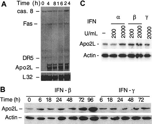 Fig. 2. IFN-α and -β induce Apo2L expression in MM. / (A) U266 cells were treated with IFN-β, and the steady state mRNA expression was analyzed by multiprobe RNase protection assay for caspase 8 (casp. 8), Fas, DR4, DR5, Apo2L, and, as a control, L32, as described3338 and detailed in “Materials and methods.” Apo2L protein levels were determined for U266 cells (B) and plasma cells of MM patients (C) treated with IFNs for 24 hours and then subjected to Western blotting using antibodies against Apo2L, and as a control, β-actin.