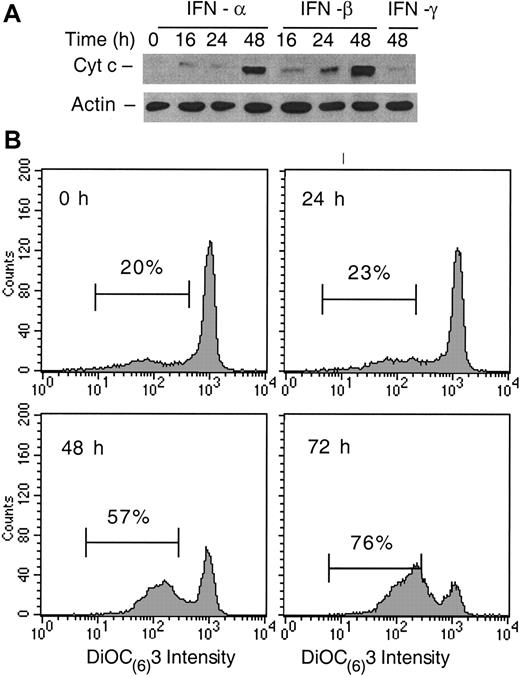 Fig. 4. IFN-α and -β induce cyt c release and Δψm reduction. / (A) Cyt c levels were determined in cellular fractions isolated by differential centrifugation from control or IFN-treated U266 cells as described in “Materials and methods.” Immunoblotting with anti–cyt c mAb and β-actin as a control were used to determine the levels of cyt c in the S100 fractions, representing the cytosolic cyt c in 20 μg of cellular protein. (B) The Δψm was determined by using 10 nM DIOC6 (3) as described in “Materials and methods.” The percentage of Δψm (low) after the cell debris were excluded was determined, and comparative experiments were performed on the same day. The data shown are representative of 3 separate duplicate experiments.